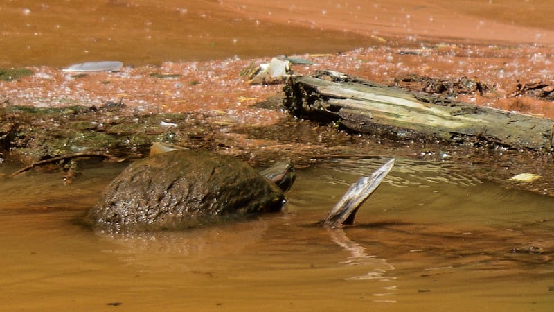 Río Sabinas se pinta naranja por extracción de agua de mina ‘El Pinabete’ para rescatar a mineros