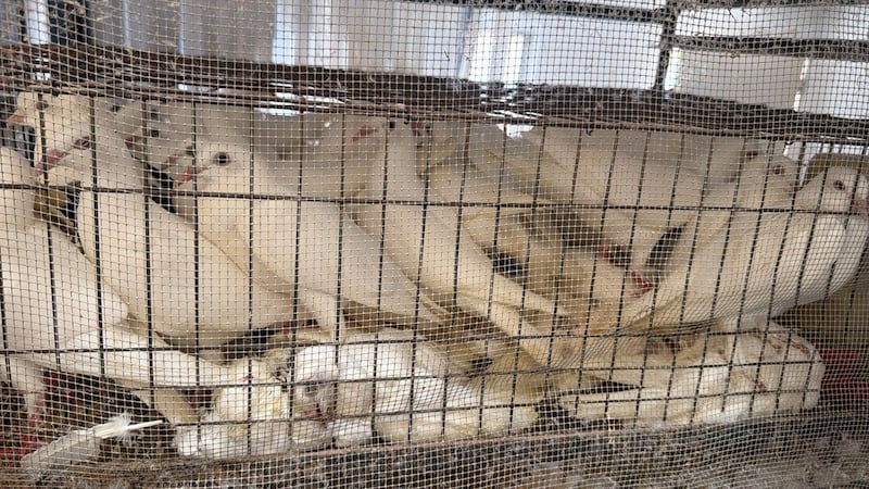 Hacinados y maltratados: Rescatan a 700 animales en fraccionamiento de Ecatepec