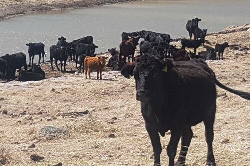 Uso dañino del clembuterol para engorda de ganado