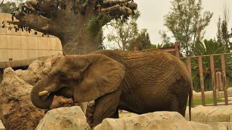 Ely, la elefanta solitaria del Zoológico de Aragón a la que abogados buscan poner en libertad