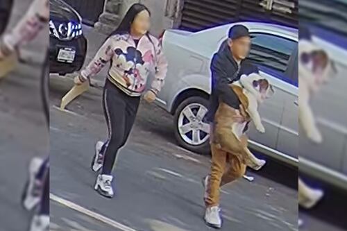 Así fue el modus operandi del robo de 'Emilio', el bulldog inglés