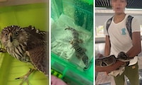 ¿México o IA?: De un caimán a una pitón, el Metro ha rescatado 11 animales exóticos en 2025