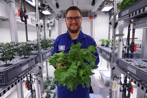Científicos cosechan los primeros vegetales en un huerto de la Antártida