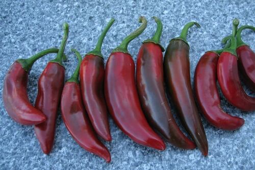 Zacatecas buscará la denominación de origen del chile guajillo