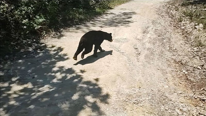 Osos negros son vistos cerca de zonas urbanas en Nuevo León: ¿Qué hacer si te encuentras uno?