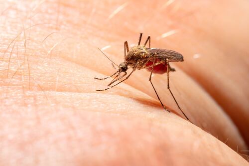 Paludismo ‘invade’ Tamaulipas: Estos son los síntomas de la enfermedad