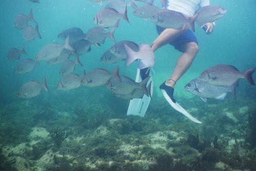 ¿Cómo funciona el seguro de playas y arrecifes de Quintana Roo?