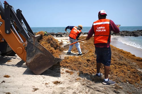 Ahí viene el sargazo: Se esperan 40 millones de toneladas en el océano Atlántico para esta temporada