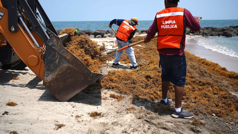 Ahí viene el sargazo: Se esperan 40 millones de toneladas en el océano Atlántico para esta temporada