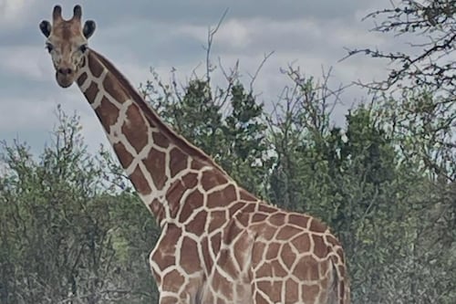 ¿Se fue a Madagascar? Buscan a una jirafa llamada ‘Gracie’ en Texas; escapó de un rancho