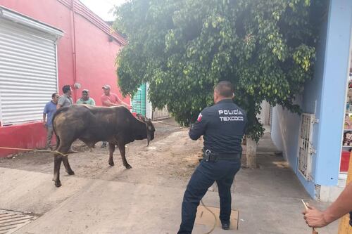 ‘Pamplonada’ improvisada: Escapan toros en Texcoco; policías ‘vaqueros’ los persiguen y capturan (videos)