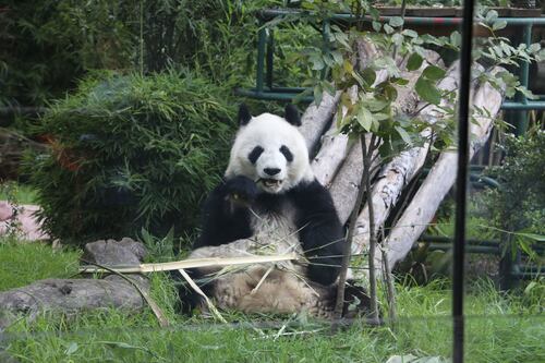 ¡Por fin a salvo! Pandas gigantes dejan de estar en lista de animales en extinción de China