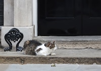 Larry, el gato oficial del gobierno británico que ha visto pasar a seis primeros ministros