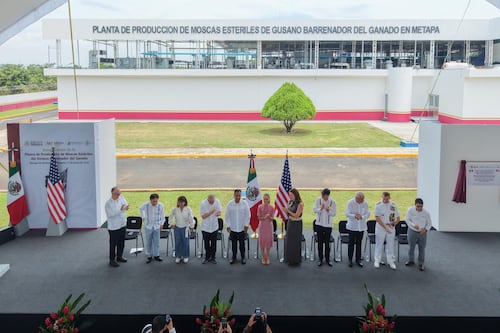 Sheinbaum inaugura planta de producción de moscas estériles del gusano barrenador en Chiapas