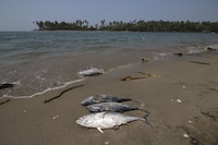 Se reporta nueva fuga de hidrocarburos en Veracruz; Pemex afirma que no es un peligro para la población