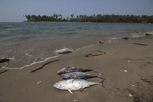 Se reporta nueva fuga de hidrocarburos en Veracruz; Pemex afirma que no es un peligro para la población