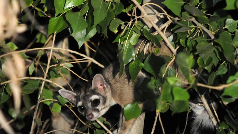 Solito se entregó: Rescatan a cacomixtle en edificio de la SSC