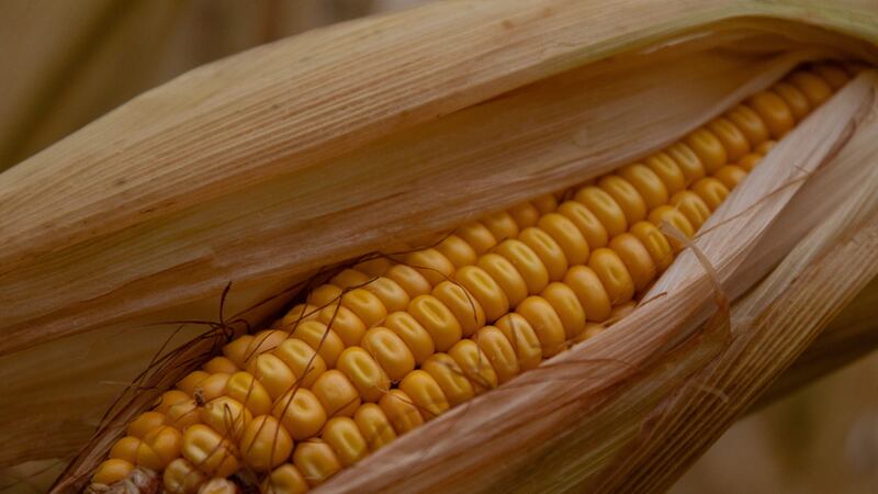 Panel por maíz trans se complicaría por agenda electoral