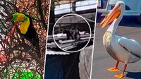 ¿México mágico? De pantera a tucán: Animales exóticos que deambulan en CDMX