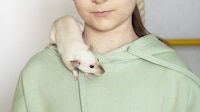 Hallan en Suiza nueva cepa del hantavirus: puede transmitirse de persona en persona