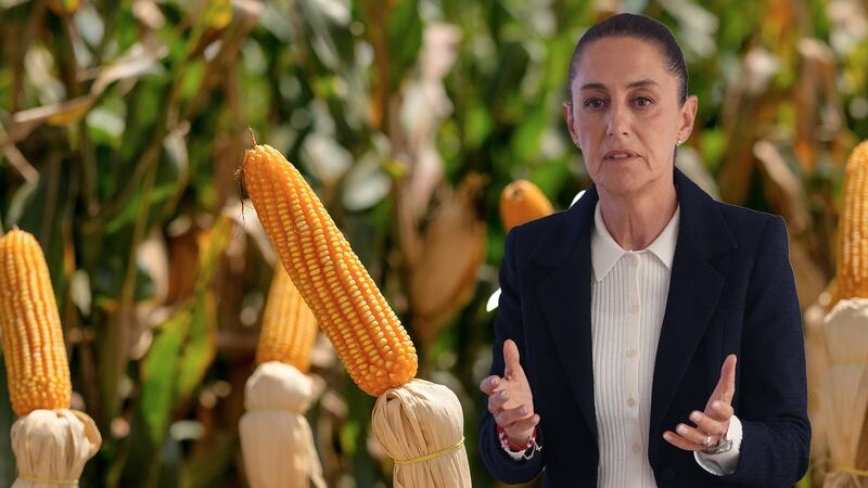 Legisladores de EU urgen diálogo con Sheinbaum por disputas comerciales y maíz transgénico