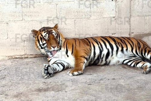 De tigres a caballos: Decomisan animales y vehículos de un rancho en Durango