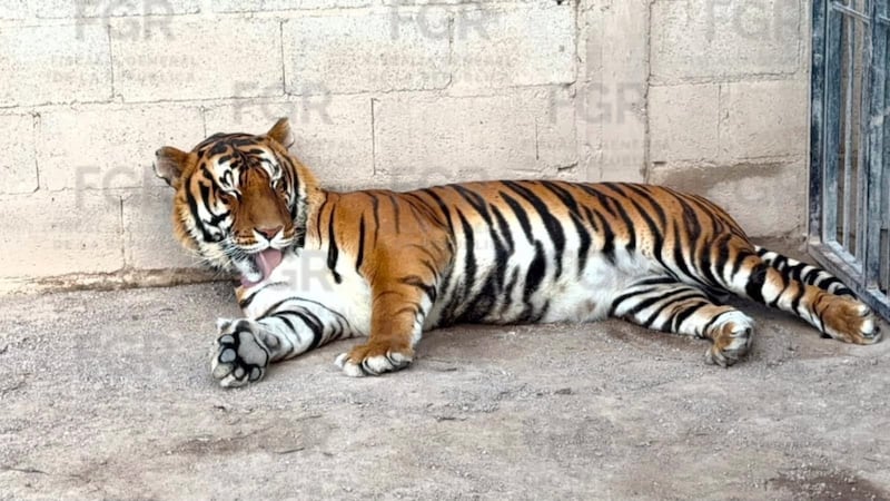 De tigres a caballos: Decomisan animales y vehículos de un rancho en Durango