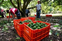 ‘La era del aguacate inicia’: Importación en EU alcanza nuevo récord con 2,600 millones de toneladas