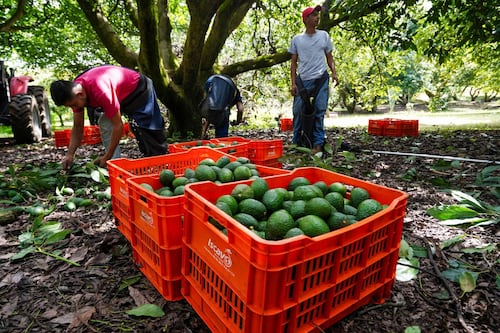 ‘La era del aguacate inicia’: Importación en EU alcanza nuevo récord con 2,600 millones de toneladas