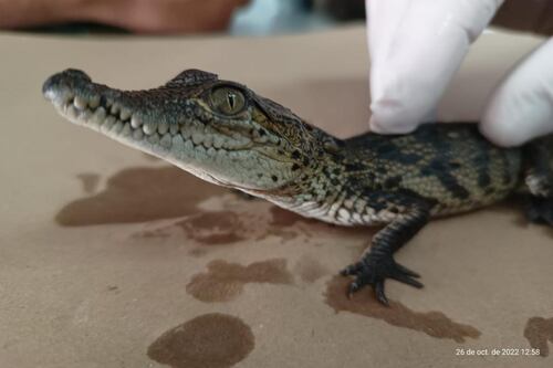 Tráfico de animales ‘de terror’: Rescatan a cocodrilo en peligro de extinción ‘escondido’ en paquete
