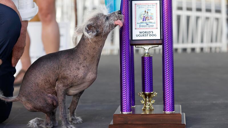 Scooter: Conoce al perrito ganador del Concurso del Perro Más Feo del Mundo 2023