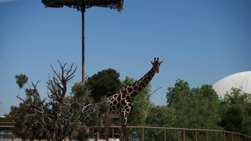 Jirafa Benito inicia viaje por carretera al Africam Safari