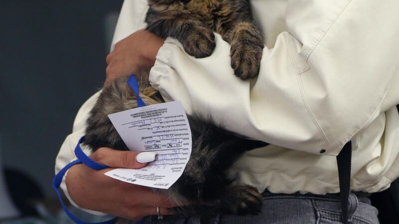 Día del Gato: CDMX tendrá un festival para ‘michis’ en agosto