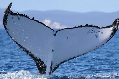Aletearon con todo: Dos ballenas jorobadas baten récords al nadar entre Australia y Brasil