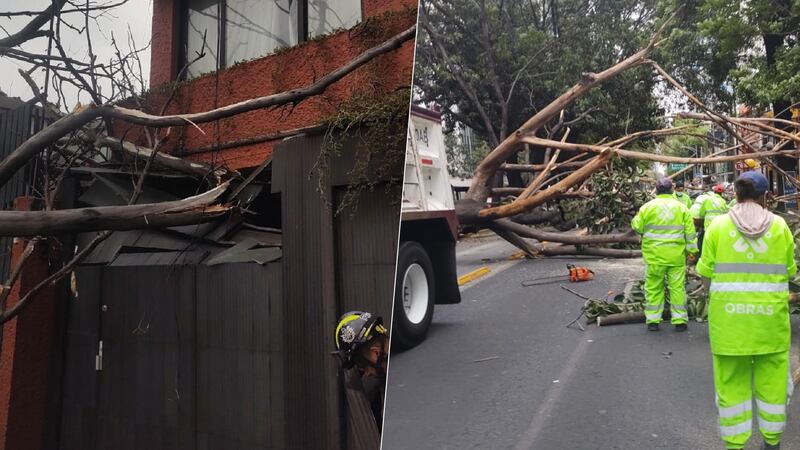 Ventarrón ‘tumba’ árboles en CDMX: Reportan 2 lesionados y daños a autos y viviendas