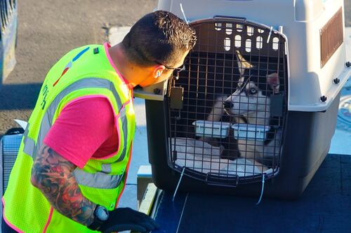 ¿De vacaciones con tu mascota? Estas empresas son ‘pet friendly’