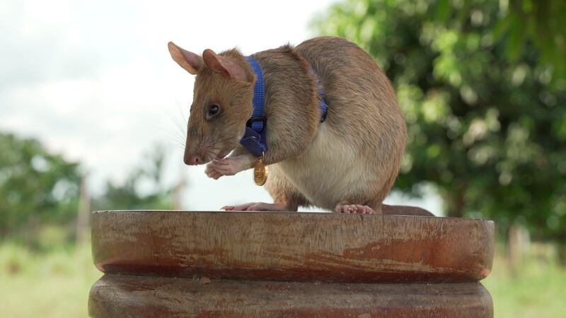 Muere Magawa, la famosa rata detectora de minas terrestres en Camboya