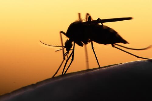 Temporada de lluvias 2023: Soluciones antimosquitos para espacios interiores