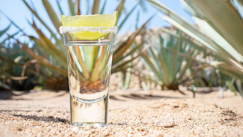 Altos impuestos y exportación impulsan cambios en el mezcal