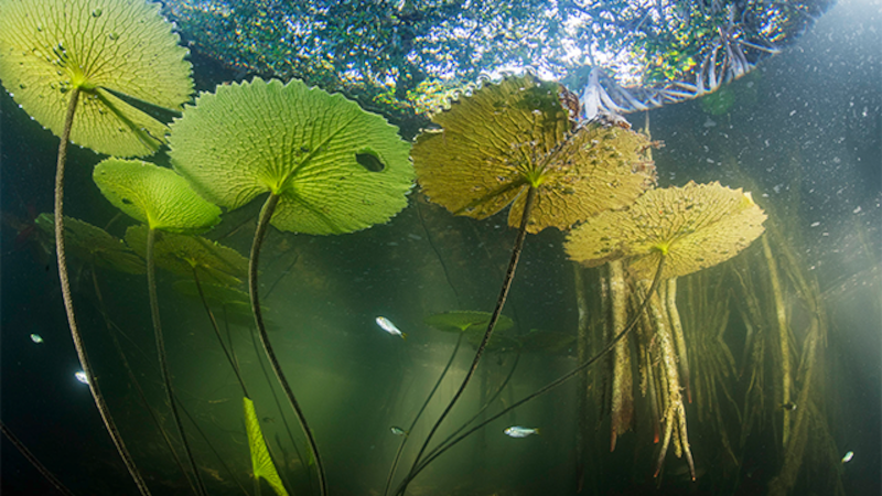 Yucatán tiene un bosque secreto… y puede ser clave contra calentamiento global