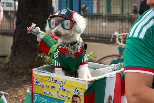 Pato Merlín y sus amigos: La historia de Osito, el poodle rescatado que roba corazones en el Mundial 2026