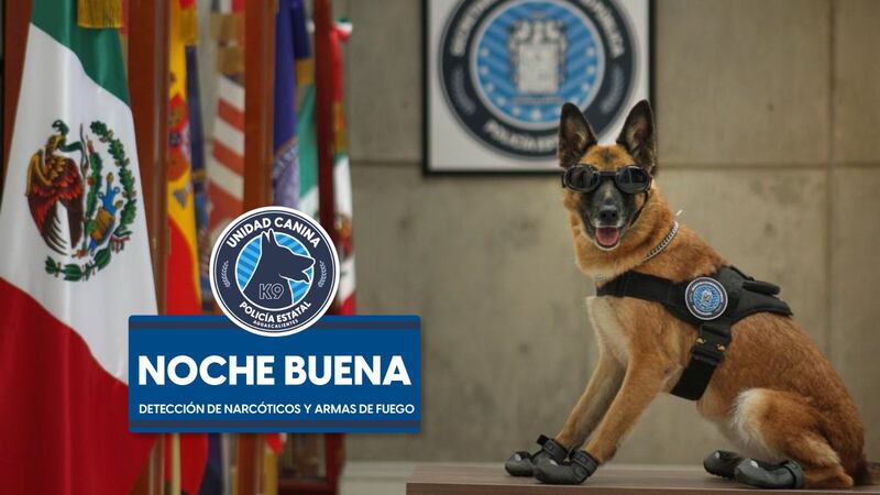 Noche Buena, perrita policía de Aguascalientes, fallece tras ser olvidada en un auto