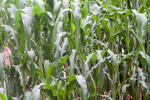 Gobierno 'le da forma' a la primera ley de plaguicidas en México