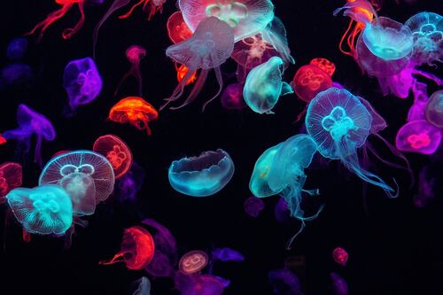 ¿Descubrieron la ‘fuente de la juventud’? Científicos revelan secretos de la ‘medusa inmortal’
