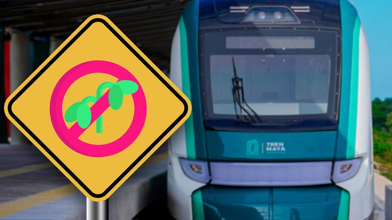 Los ‘pecados’ del Tramo 5 sur del Tren Maya: Faltan pasos de fauna y atenta vs. la reforestación