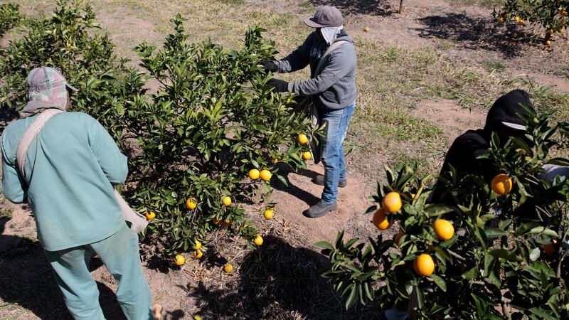 ‘Juguito’ de aranceles: ¿Por qué la amenaza de Trump a Brasil afectaría los desayunos en EU?