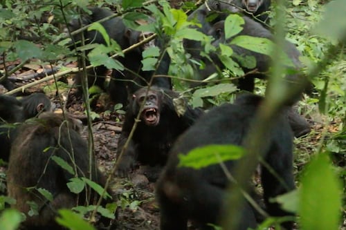 ‘Están matando a antiguos miembros’: ¿Es real la ‘guerra civil’ de chimpancés en Uganda? Esto sabemos