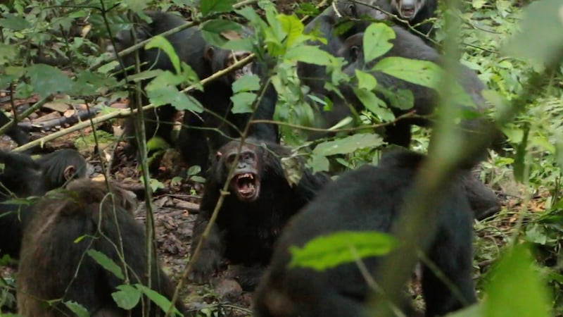 ‘Están matando a antiguos miembros’: ¿Es real la ‘guerra civil’ de chimpancés en Uganda? Esto sabemos