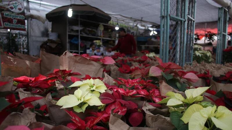¿Nochebuenas desde 30 pesos? Aquí puedes conseguirlas ‘bara, bara’ en CDMX