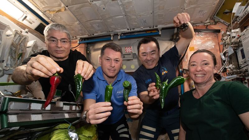 ¡Tacos espaciales! Así son los primeros chiles cultivados por astronautas